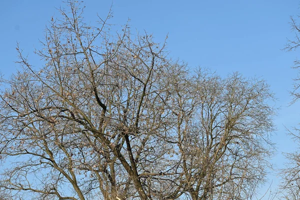 蓝天背景下美丽的光秃秃的树木 风景如画 — 图库照片