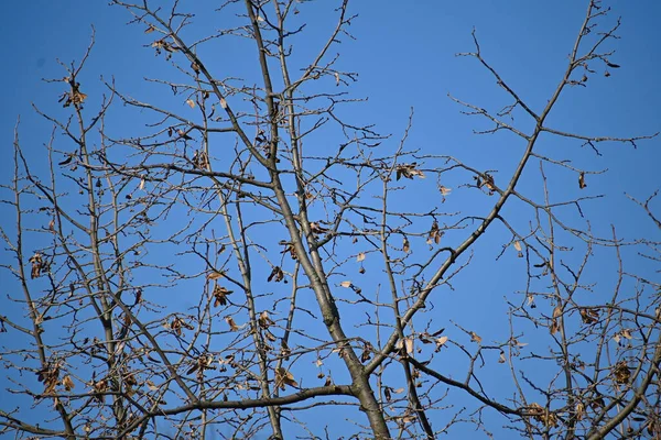 Pintoresca Vista Hermosos Árboles Desnudos Fondo Del Cielo Azul Primavera —  Fotos de Stock