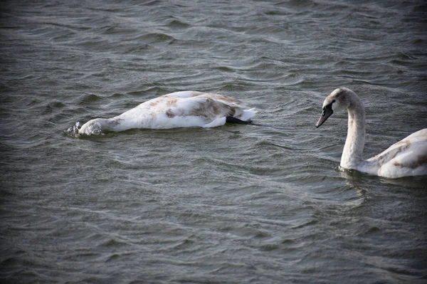 Belos Cisnes Brancos Nadando Superfície Água Lago Dia Verão — Fotografia de Stock