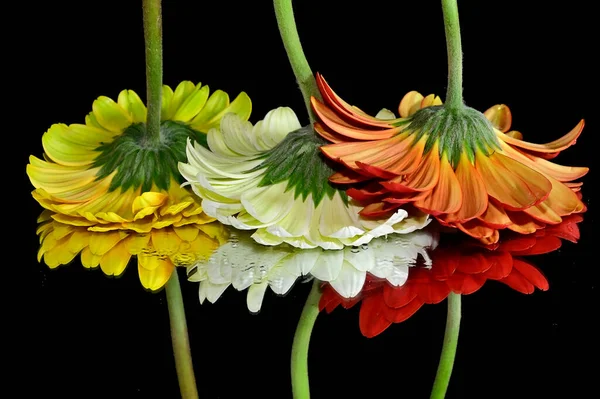 Wunderschöne Gerbera Blumen Mit Reflexionen Auf Dunklem Hintergrund Sommerkonzept Nahsicht — Stockfoto