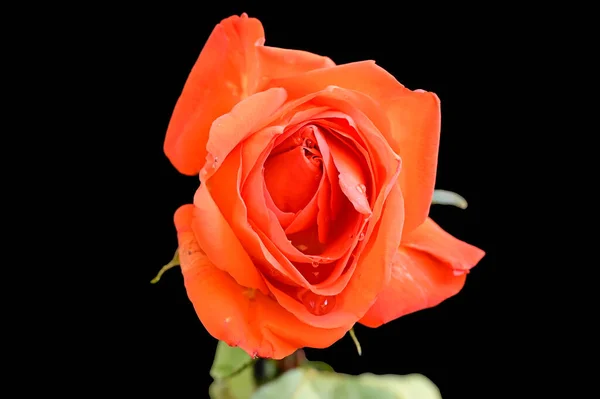 Bunga Mawar Yang Indah Latar Belakang Gelap Konsep Musim Panas — Stok Foto