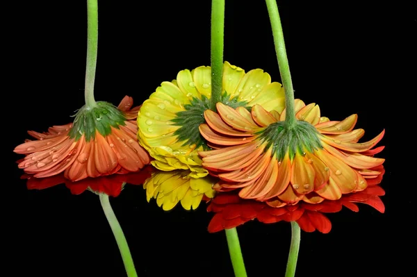 Wunderschöne Gerbera Blumen Mit Reflexionen Auf Dunklem Hintergrund Sommerkonzept Nahsicht — Stockfoto