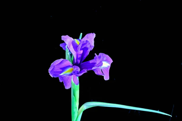 黒い背景に孤立した驚くべき柔らかい花 — ストック写真