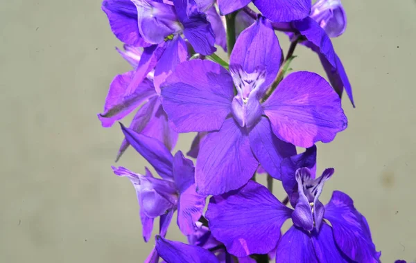 Beautiful Purple Flowers Growing Garden Summer Sunny Day — Stock Photo, Image