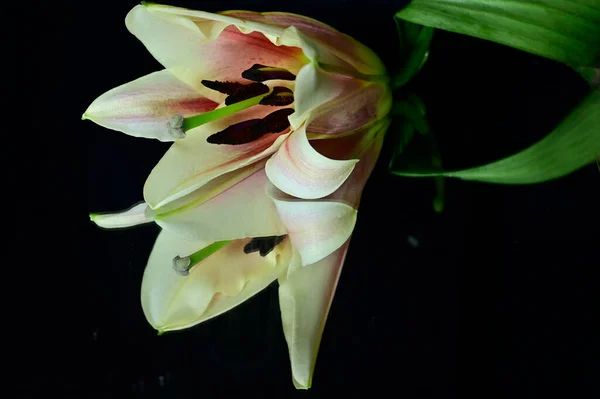 Bela Flor Lírio Com Reflexão Sobre Fundo Escuro Conceito Verão — Fotografia de Stock