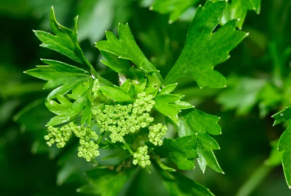 Bellissimi Fiori Che Crescono Giardino Estate Giornata Sole — Foto Stock