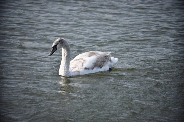 Schöner Weißer Schwan Schwimmt Sommertagen Auf Der Wasseroberfläche Des Sees — Stockfoto