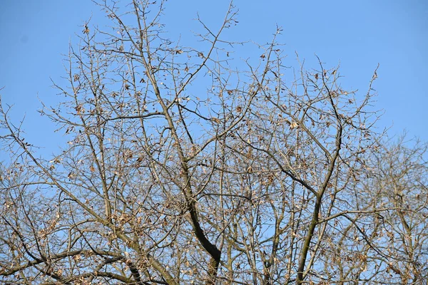 Malerischer Blick Auf Schöne Kahle Bäume Vor Dem Hintergrund Des — Stockfoto