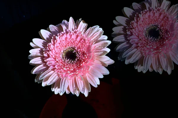 Fleurs Gerber Sur Fond Sombre — Photo