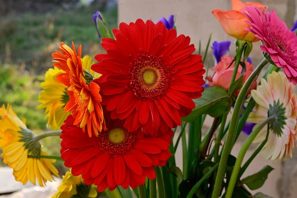 自然の背景に美しい花の花束 夏のコンセプト — ストック写真