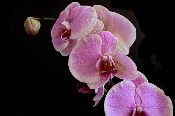 Beautiful Orchid Flowers Dark Background Summer Concept Close View — Stock Photo, Image