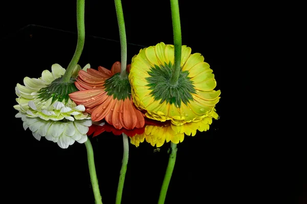 Beautiful Gerbera Flowers Reflections Dark Background Summer Concept Close View — Stock Photo, Image