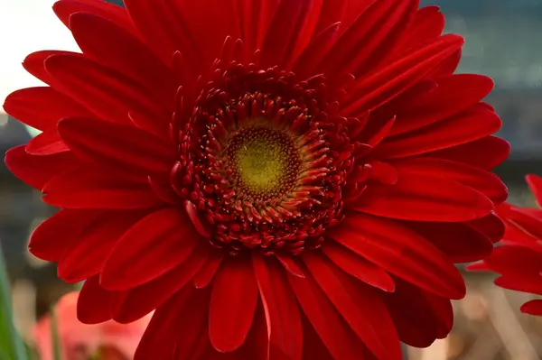 Beautiful Gerbera Flower Natural Background Summer Concept Close View — Stock Photo, Image