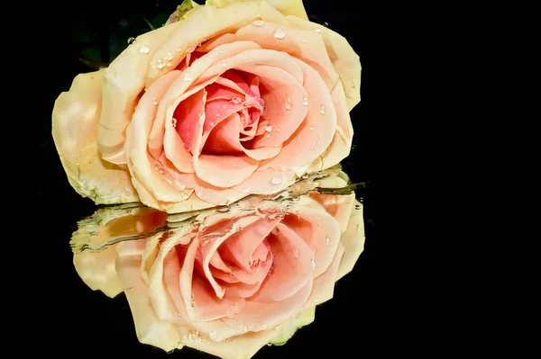 Красивый Цветок Розы Отражением Темном Фоне Летняя Концепция Близкий Вид — стоковое фото
