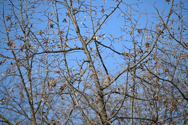 Malerischer Blick Auf Schöne Kahle Bäume Vor Dem Hintergrund Des — Stockfoto