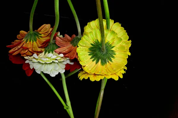 Vacker Gerbera Blommor Med Reflektioner Mörk Bakgrund Sommar Koncept Nära — Stockfoto