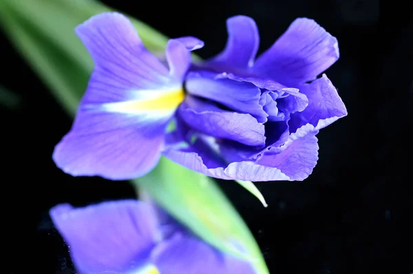 Verbazingwekkende Zachte Bloemen Geïsoleerd Zwarte Achtergrond — Stockfoto