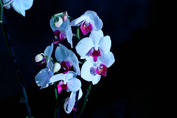 Beautiful Orchid Flowers Dark Background Summer Concept Close View — Stock Photo, Image