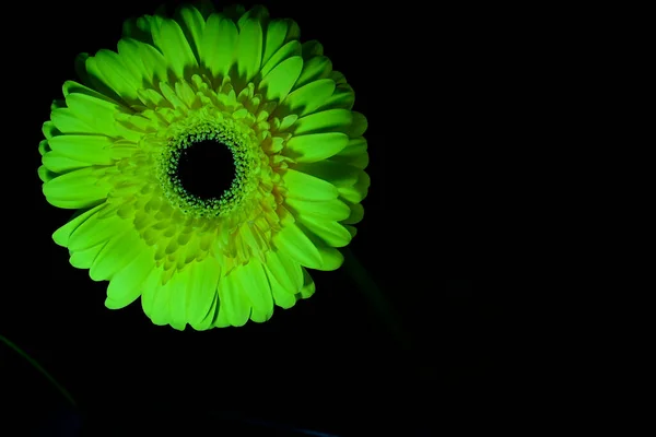 Gerber Bloemen Donkere Achtergrond — Stockfoto