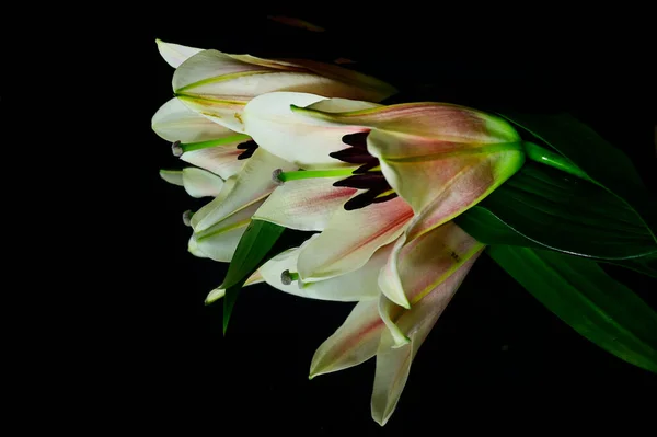 Beautiful Lilies Reflections Dark Background Summer Concept Close View — Stock Photo, Image