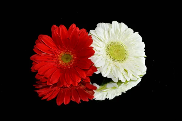 Krásné Gerber Květiny Odrazy Tmavém Pozadí Letní Koncept Zblízka — Stock fotografie
