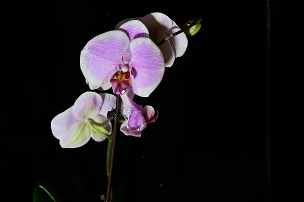 Hermosas Flores Orquídea Sobre Fondo Oscuro Concepto Verano Vista Cercana — Foto de Stock