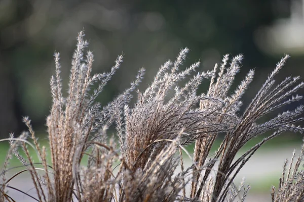 Dry Plants Garden Summer Day — Stock Photo, Image