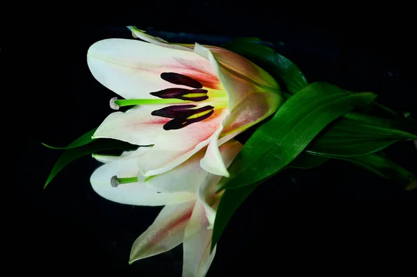 Hermosa Flor Lirio Con Reflexión Sobre Fondo Oscuro Concepto Verano — Foto de Stock