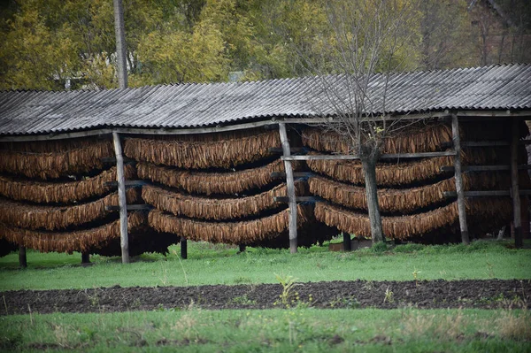 Milho Seco Fazenda Outono Durante Dia — Fotografia de Stock