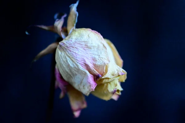 Schöne Verblassende Rose Auf Dunklem Hintergrund Sommerkonzept Nahsicht — Stockfoto