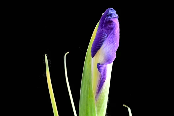 Vacker Iris Blomma Mörk Bakgrund Sommar Koncept Nära Utsikt — Stockfoto