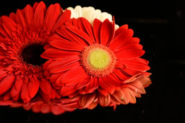 Wunderschöne Gerbera Blumen Mit Reflexionen Auf Dunklem Hintergrund Sommerkonzept Nahsicht — Stockfoto