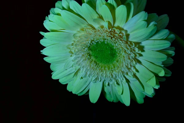 gerber flowers on dark background