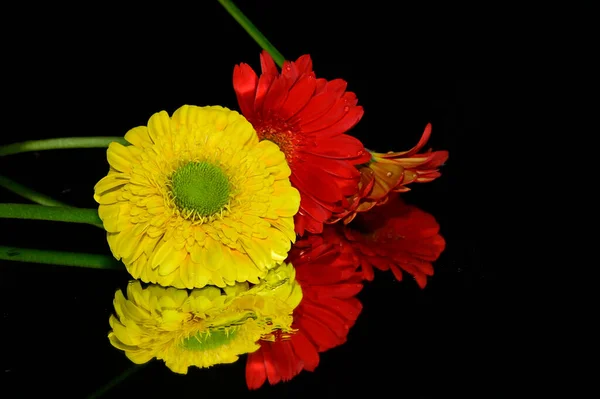 Wunderschöne Gerbera Blumen Mit Reflexionen Auf Dunklem Hintergrund Sommerkonzept Nahsicht — Stockfoto