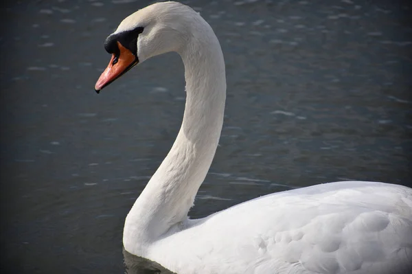 Beau Cygne Blanc Nageant Sur Surface Eau Lac Jour Été — Photo