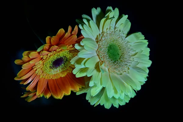 Gerber Blumen Auf Dunklem Hintergrund — Stockfoto