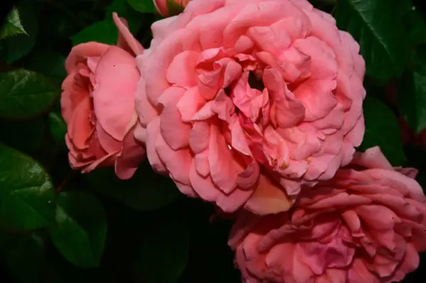 Hermosas Rosas Que Crecen Jardín Verano Día Soleado —  Fotos de Stock