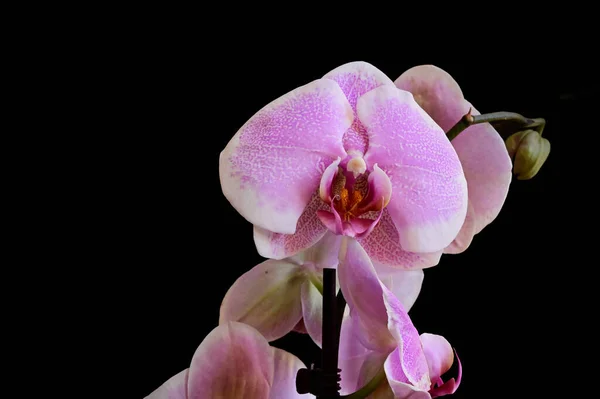 Mooie Orchidee Bloemen Donkere Achtergrond Zomer Concept Close View — Stockfoto