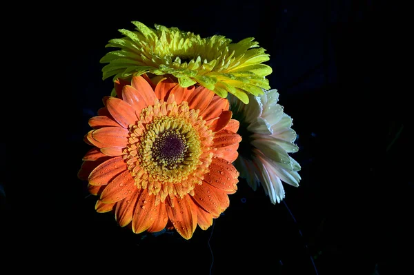 Flores Gerberas Fondo Oscuro — Foto de Stock