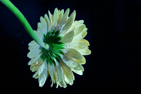 Flores Gerberas Fondo Oscuro —  Fotos de Stock