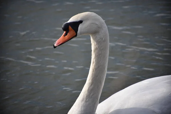 Belo Cisne Branco Nadando Superfície Água Lago Dia Verão — Fotografia de Stock