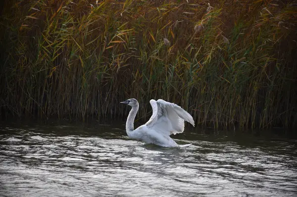 Piękny Biały Łabędź Pływanie Powierzchni Jeziora Wody Letni Dzień — Zdjęcie stockowe