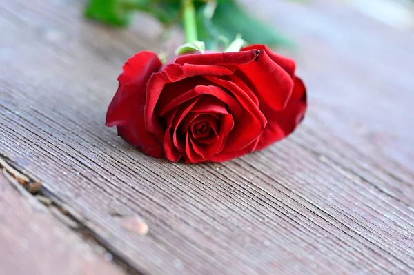 Krásné Růže Dřevěném Pozadí — Stock fotografie