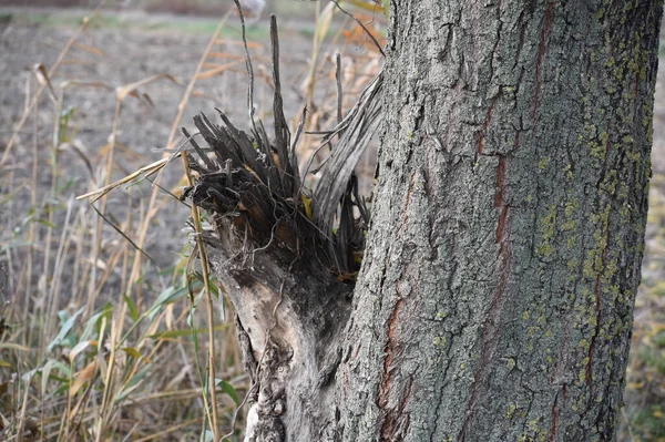 Holzoberfläche Aus Baumrinde Nahsicht — Stockfoto