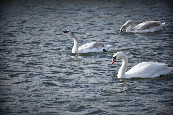 Belos Cisnes Brancos Nadando Superfície Água Lago Dia Verão — Fotografia de Stock