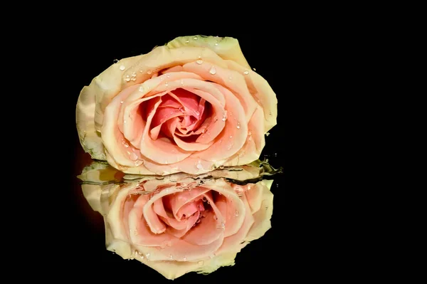 美丽的玫瑰花 暗色背景反射 夏日概念 — 图库照片