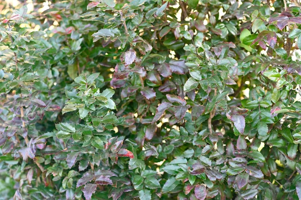 Hojas Verdes Árbol —  Fotos de Stock