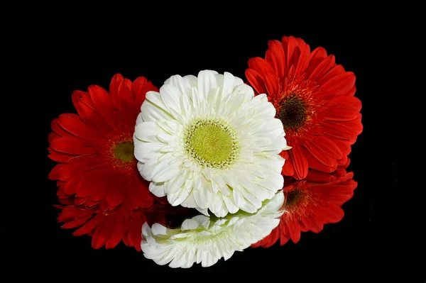 Wunderschöne Gerbera Blumen Mit Reflexionen Auf Dunklem Hintergrund Sommerkonzept Nahsicht — Stockfoto