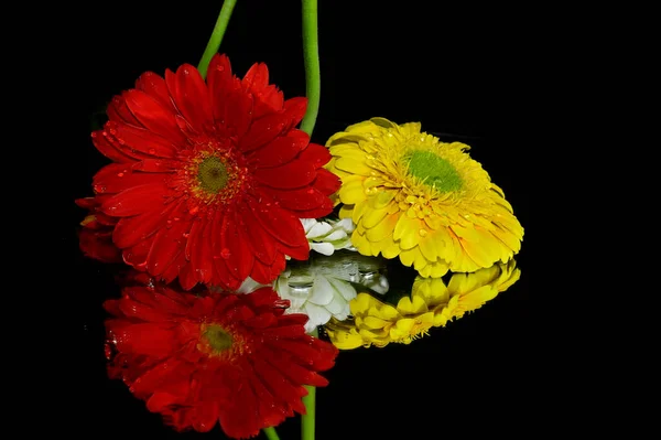 Wunderschöne Gerbera Blumen Mit Reflexionen Auf Dunklem Hintergrund Sommerkonzept Nahsicht — Stockfoto
