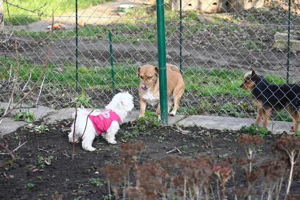 Cães Bonitos Divertindo Livre Dia Verão — Fotografia de Stock
